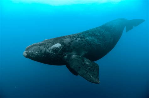 are north atlantic right whales endangered