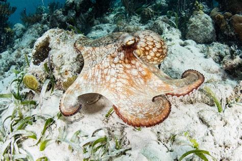Are Octopus Reef Safe