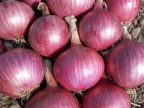 Are Onions Vegetables or Something Else? Uncovering the Surprising Truth