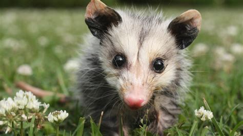 are opossums good for your yard