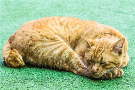 are orange cats lazy