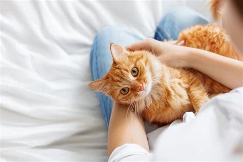 are orange cats more affectionate