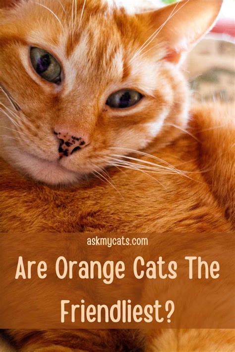 are orange cats the most friendly