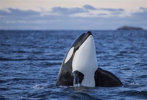 are orca endangered
