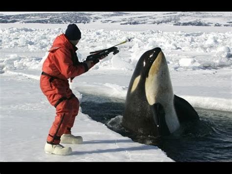 are orca whale being hunted by humans