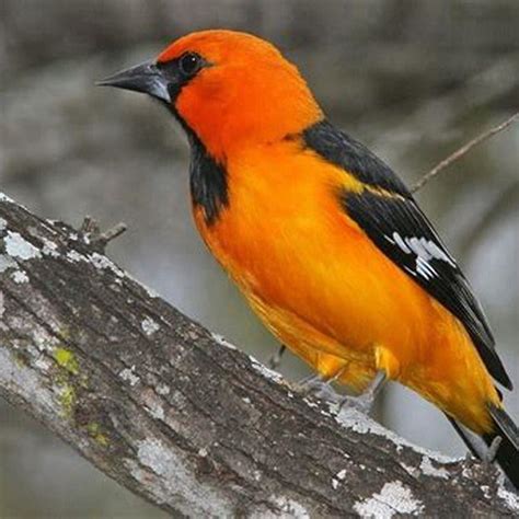 are orioles endangered