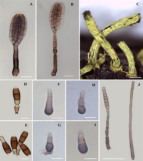 Are Palm Trees Asexual