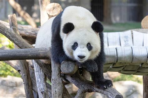 Are Pandas In The Zoo