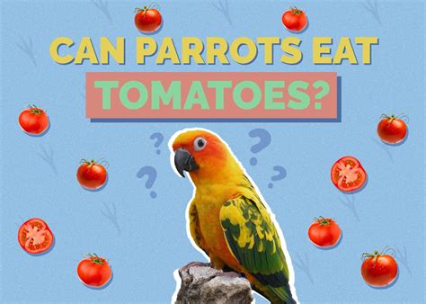 Are Parrots Allowed Tomatoes