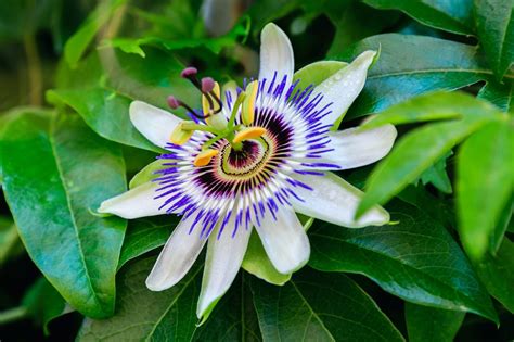 are passion flowers evergreen