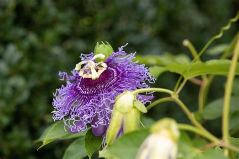 are passion flowers perennial