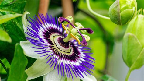 are passion flowers poisonous to cats