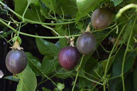 are passionfruit vines deciduous