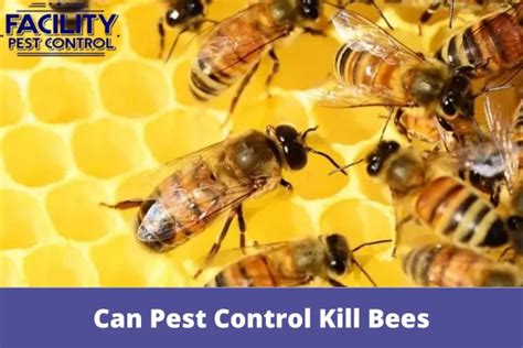 Are Pest Control Allowed To Kill Bees