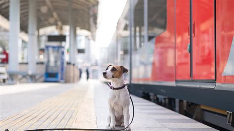 Are Pets Allowed In Train