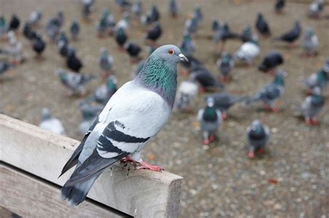 are pigeons smart birds