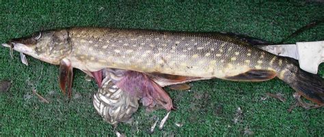 Are Pike Invasive