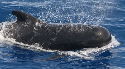 are pilot whales endangered