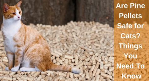 Are Pine Trees Cat Safe