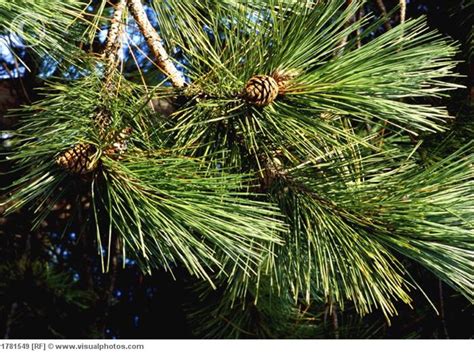 are pine trees non flowering plants