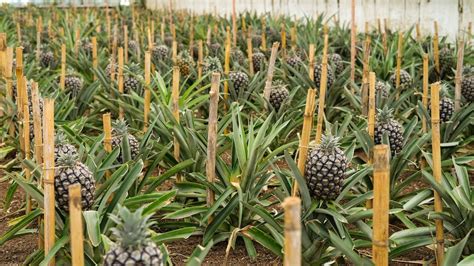 Are Pineapples Grown Underground