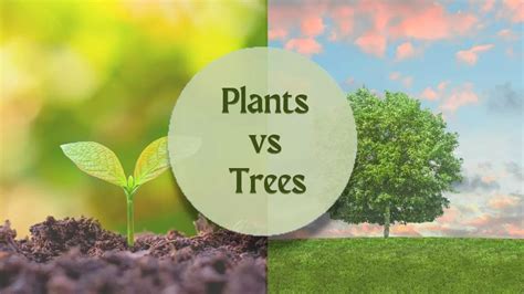 Are Plants And Trees The Same Thing