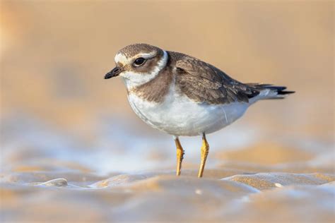 Are Plover Birds Protected