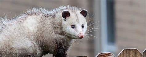 Are Possums Protected