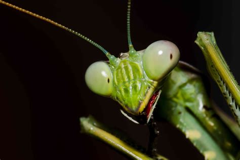 Are Praying Mantises Endangered