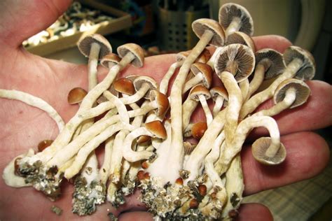 are psilocybin mushrooms legal