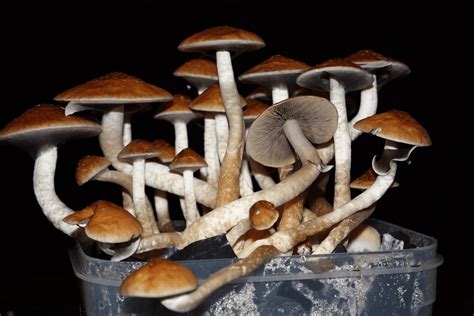 are psilocybin mushrooms legal in colorado