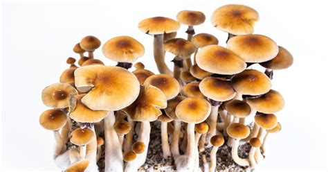 are psilocybin mushrooms legal in georgia