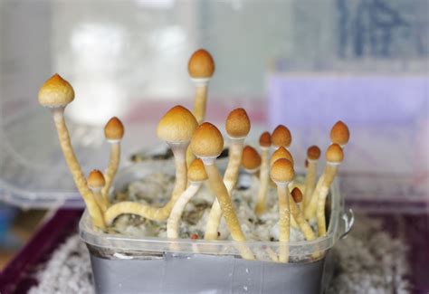 are psilocybin mushrooms spores legal