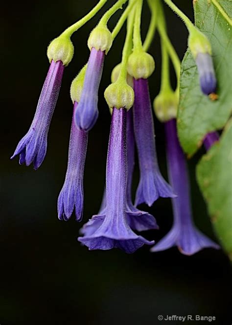 are purple trumpet flowers poisonous