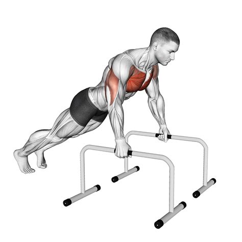 Are Push Up Bars Good