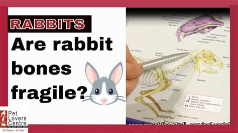 Are Rabbit Bones Fragile