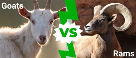 are rams and goats the same