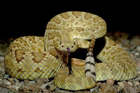 are rattlesnake venomous