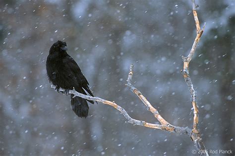 are ravens common in michigan