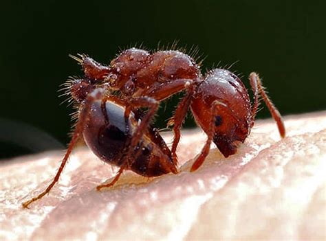 are red imported fire ants venomous