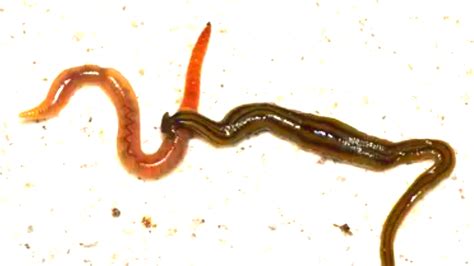 Are Red Worms Dangerous