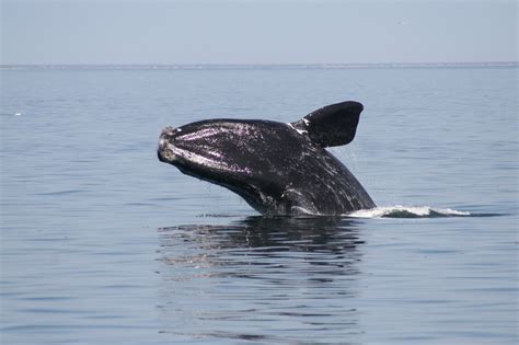 are right whales dangerous
