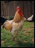 are roosters allowed in sacramento county