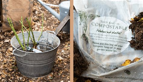 Are Roses Compostable