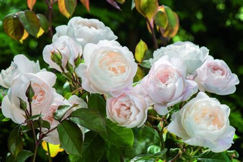 Are Roses Year Round