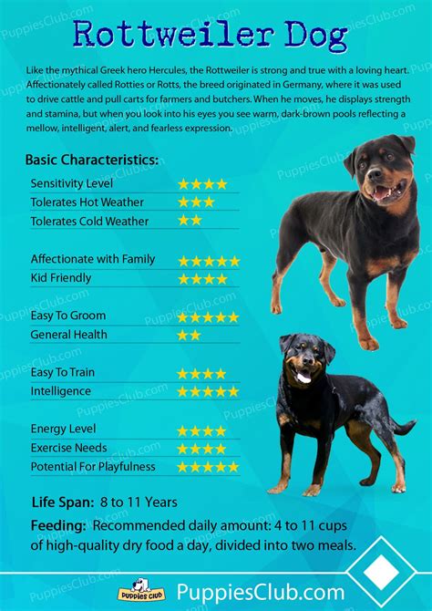 Are Rottweilers Affectionate Dogs