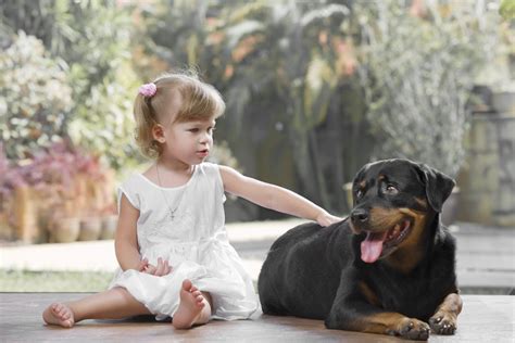 Are Rottweilers Good Pets