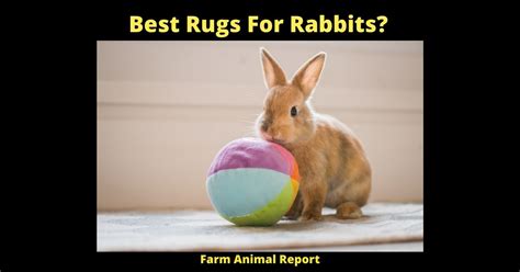 are rugs bad for rabbits