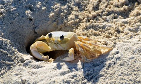 are sand crabs edible