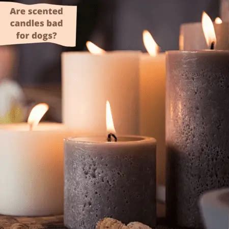 are scented candles harmful to dogs